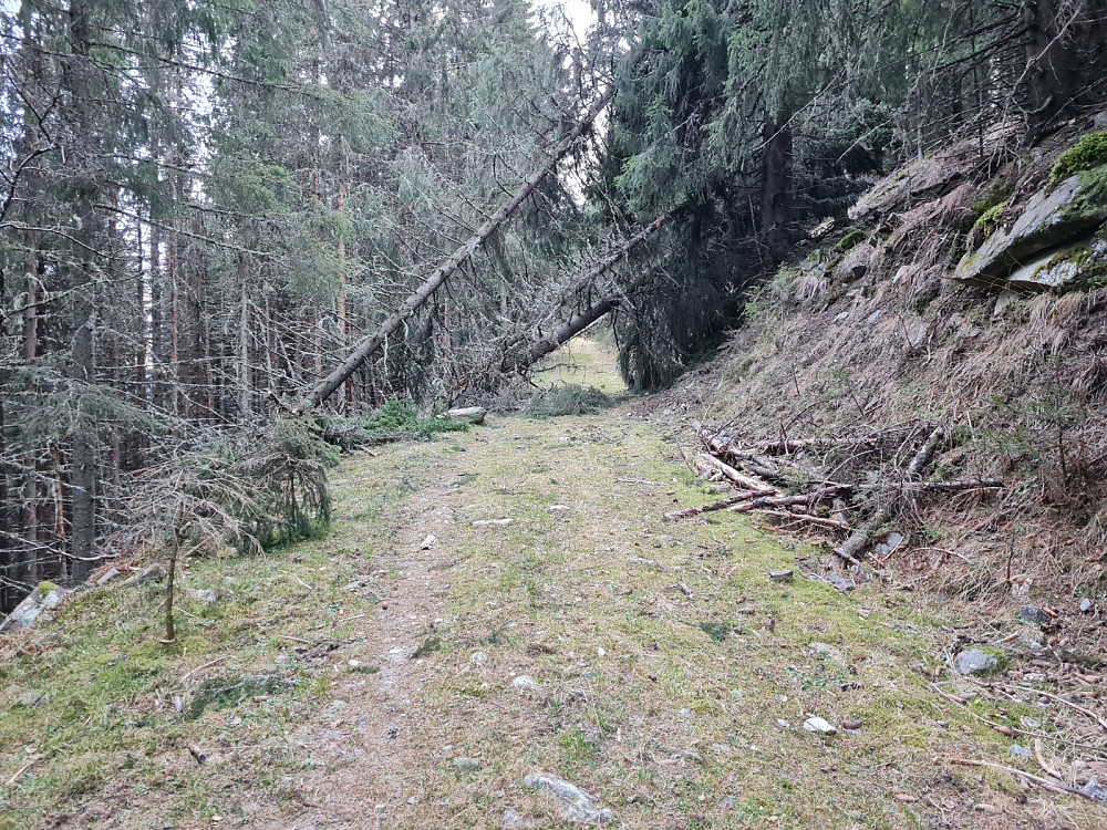 Vindfall i traktorveien
