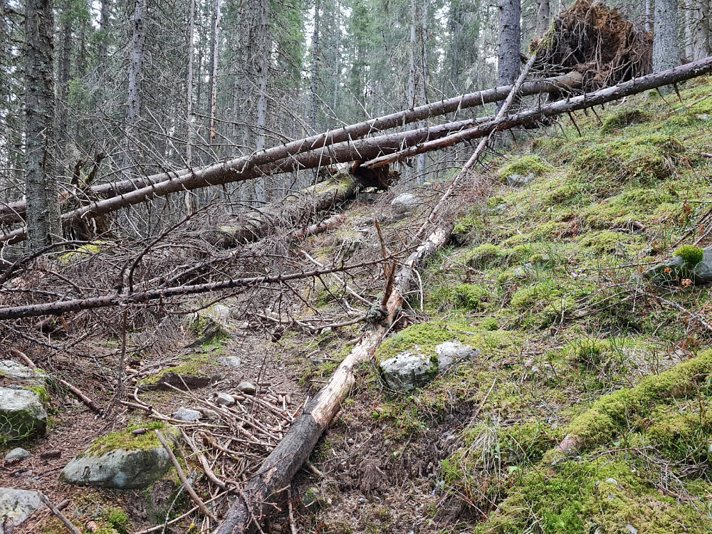 I Hammershaugråket