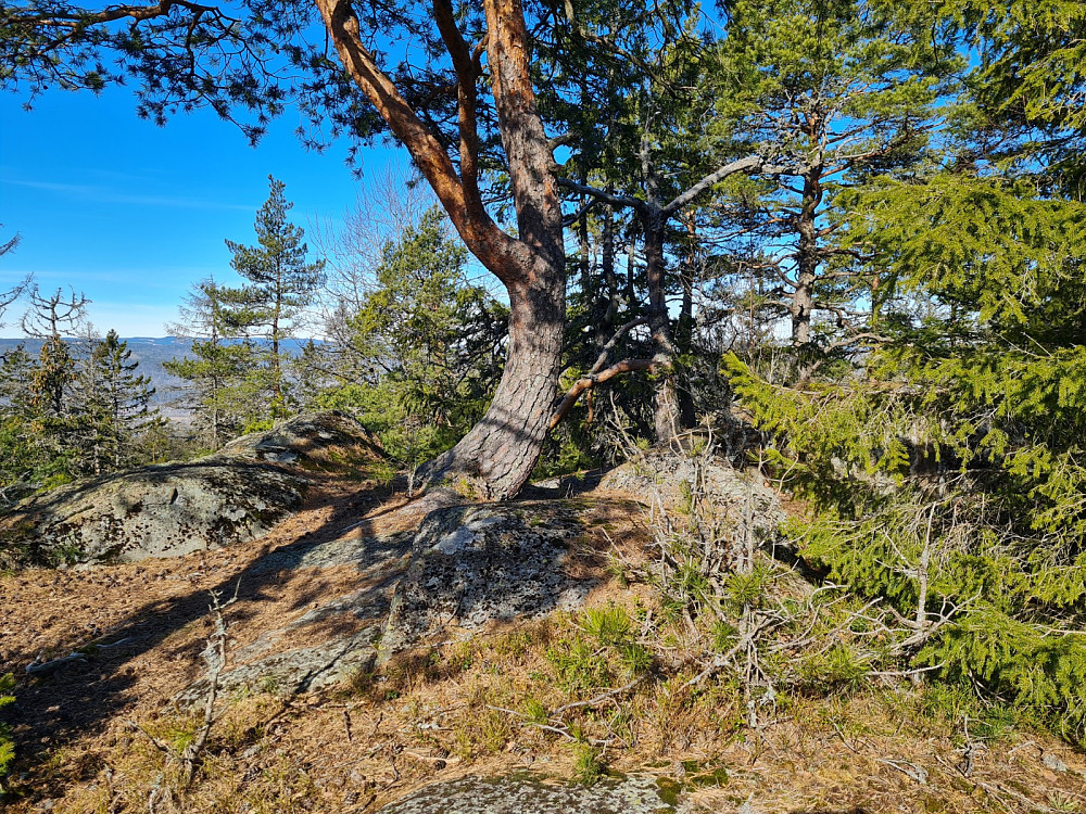 På Søndre Kolsås nordtopp