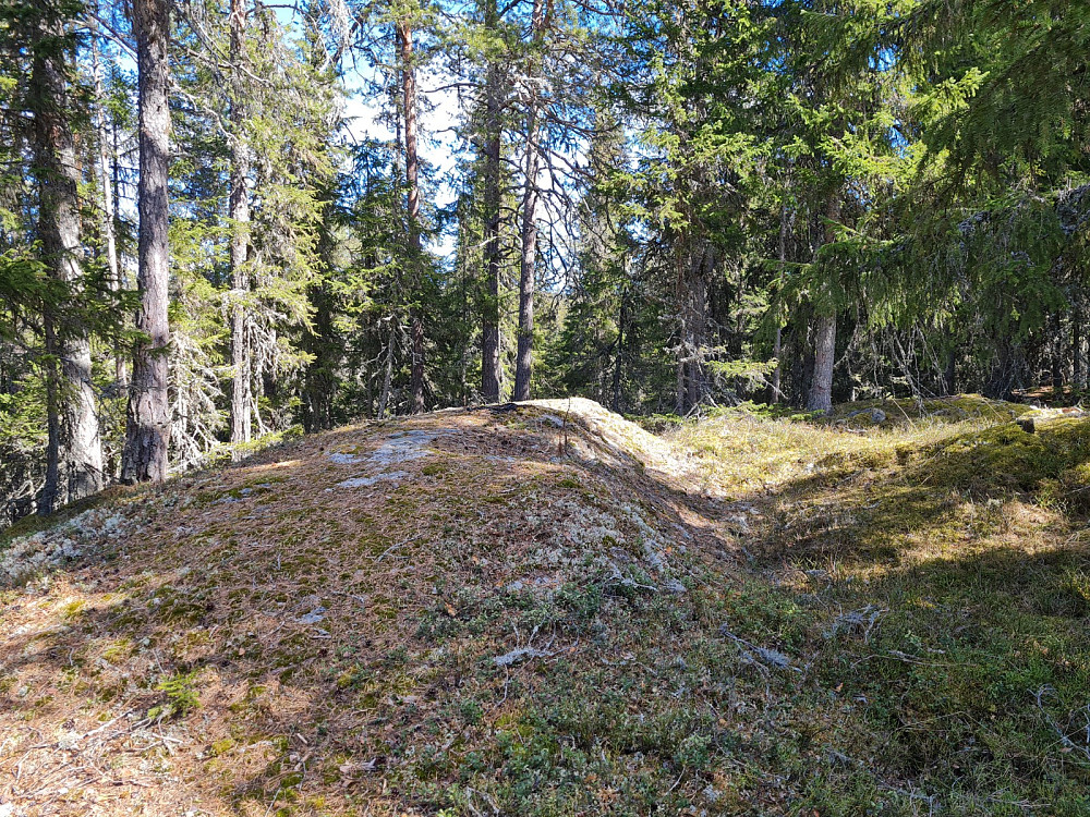 Rundhaugen]
[[image:repelo_20250407_67f3bd8777537.jpg|Fin furuskog ved Rundhaugen