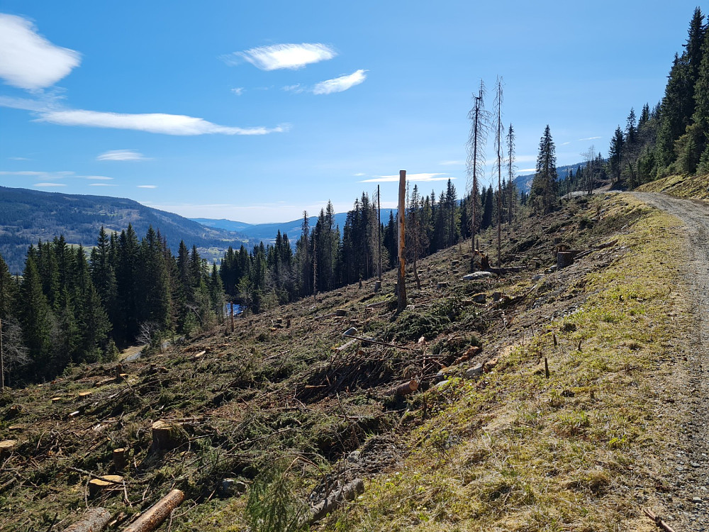 Nytt hogstfelt i Hammershaugskogen