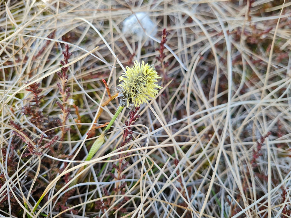 Torvull, Eriophorum vaginatum