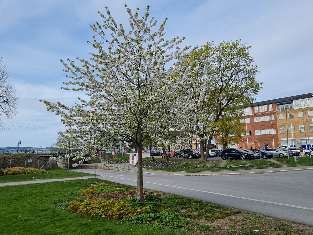 Kirsebærfre i blomst