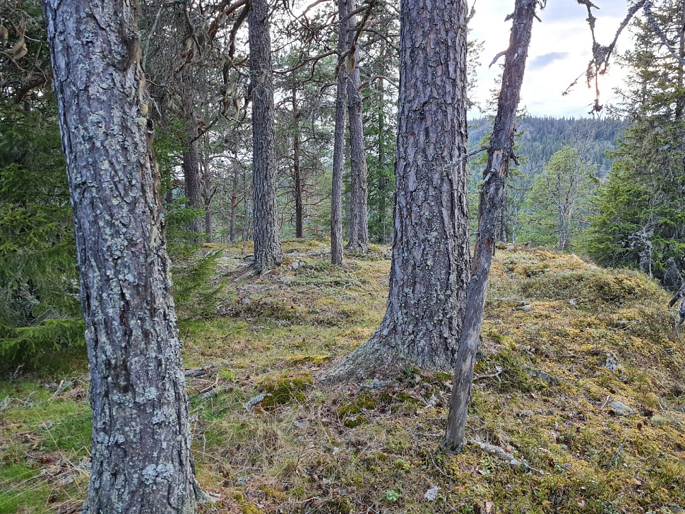 På Evenvoldkollen
