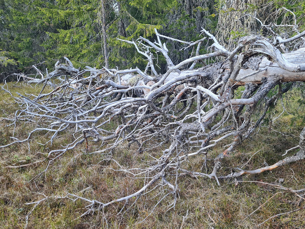 Delvis urskogpreg på skogen