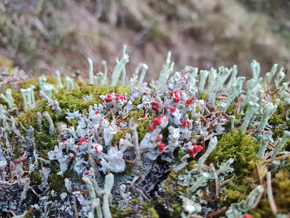 Antakelig blomsterlav og fausklav