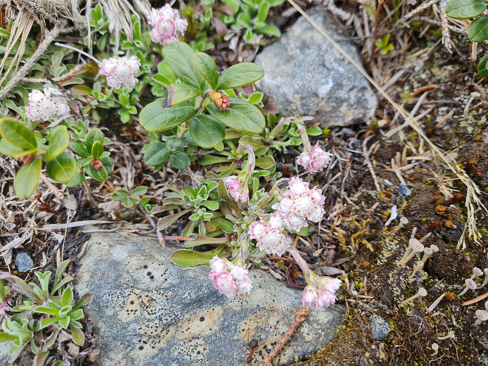 Kattefot, Antennaria dioica