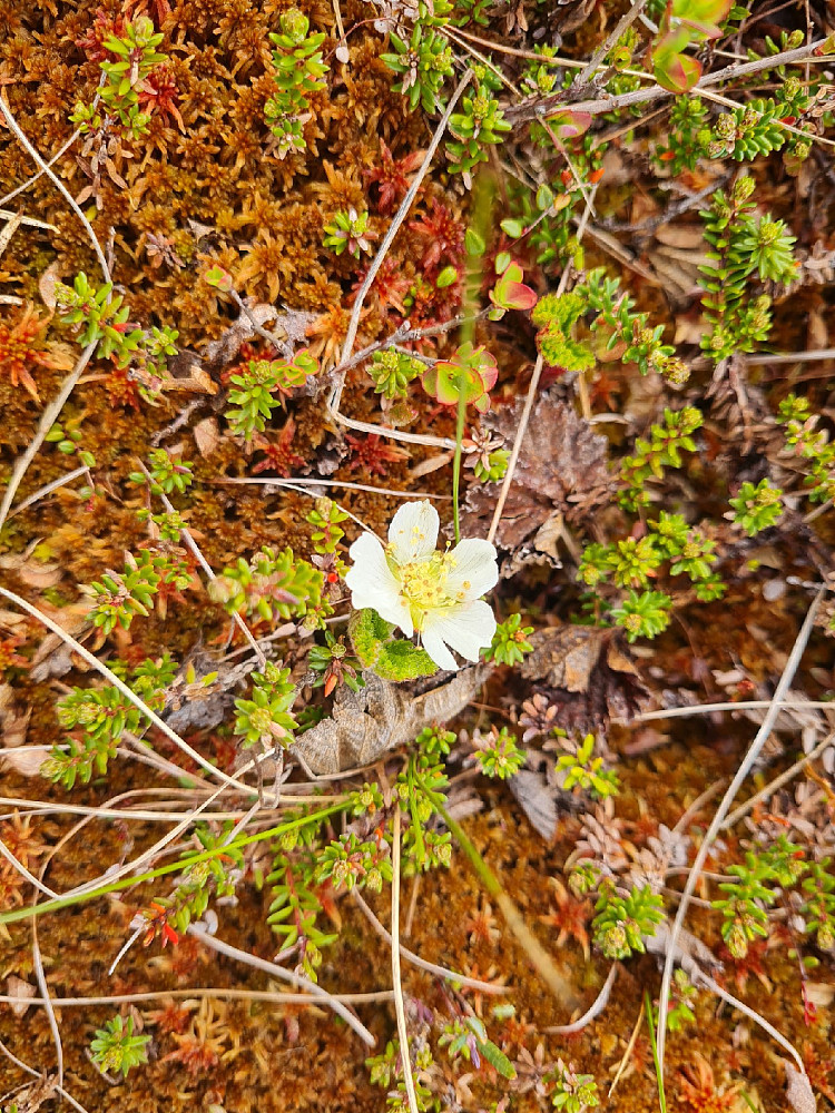 Fortsatt sparsom molteblomstring