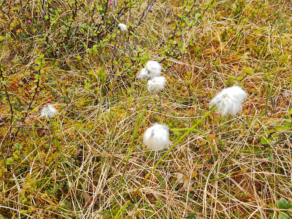 Torvull, Eriophorum vaginatum