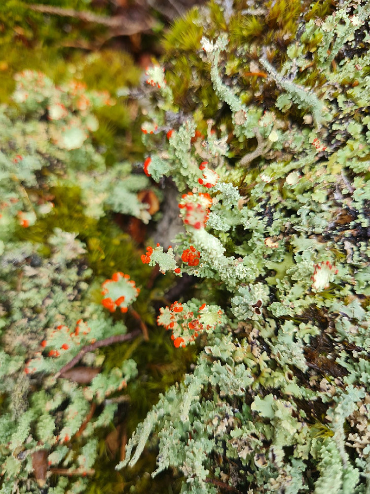 Grynrødbeger, Cladonia coccifera