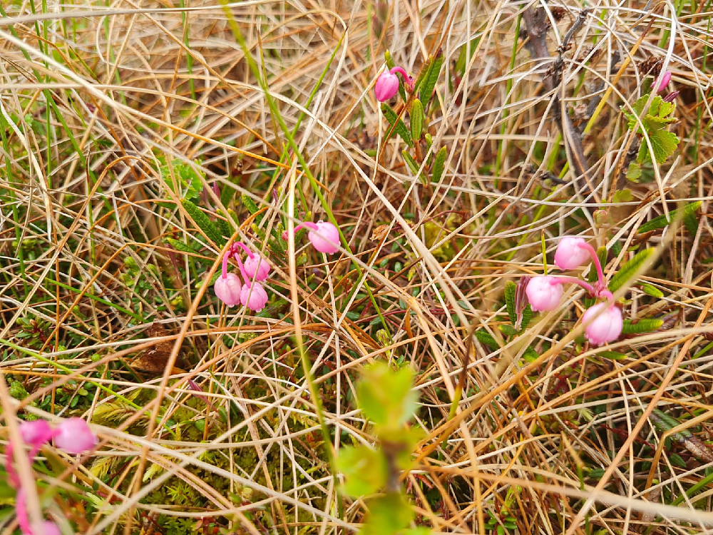 Kvitlyng, Andromeda polifolia, overalt på myrene nå