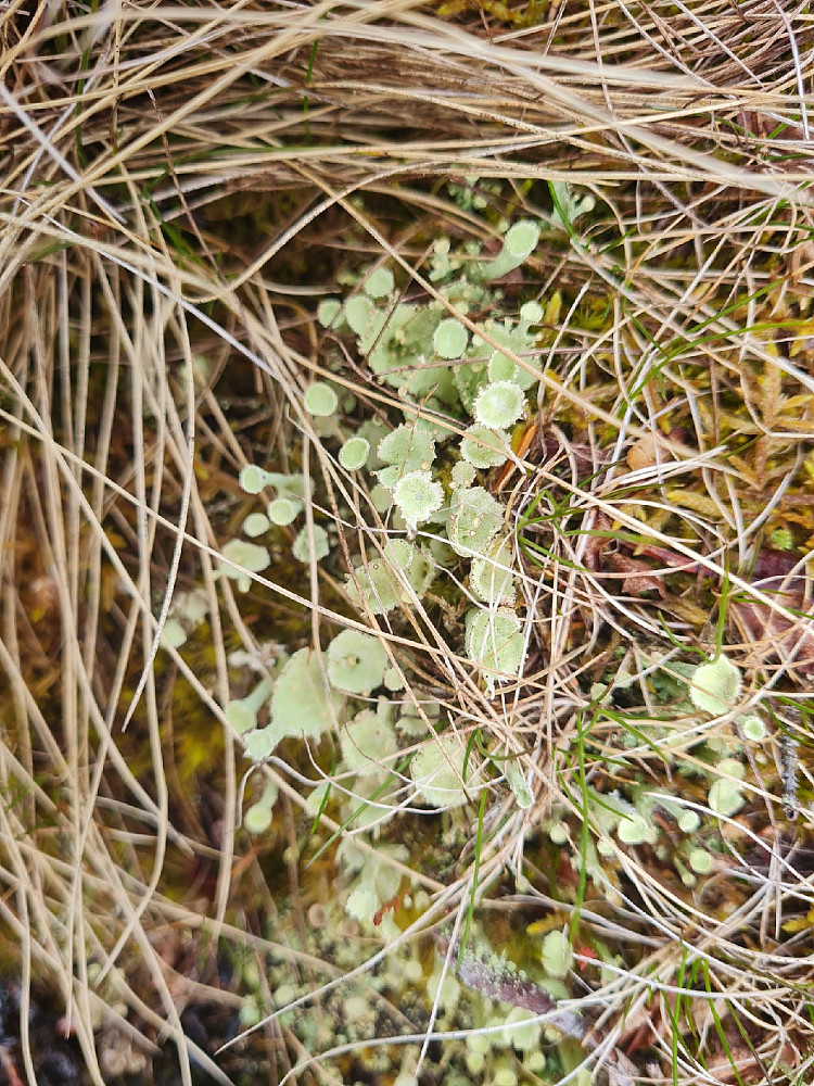 Melbeger, Cladonia fimbriata