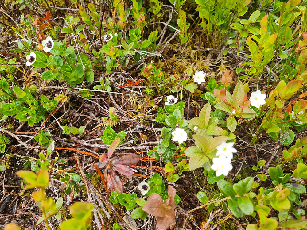 Skrubbær og Skogstjerne