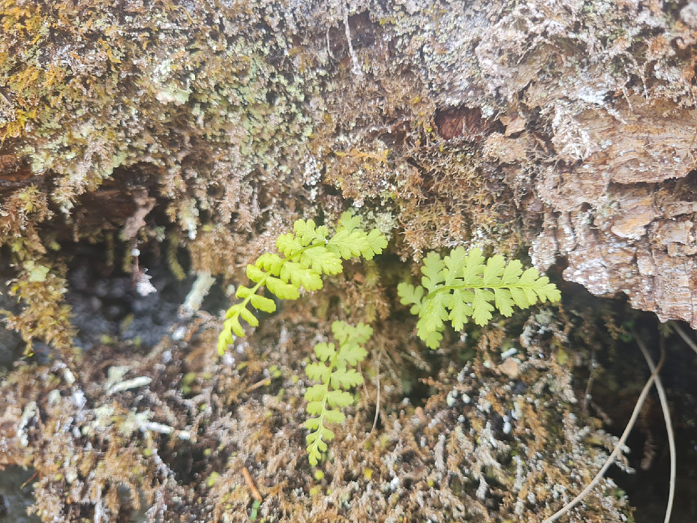 Skjørlok, Cystopseris fragilis