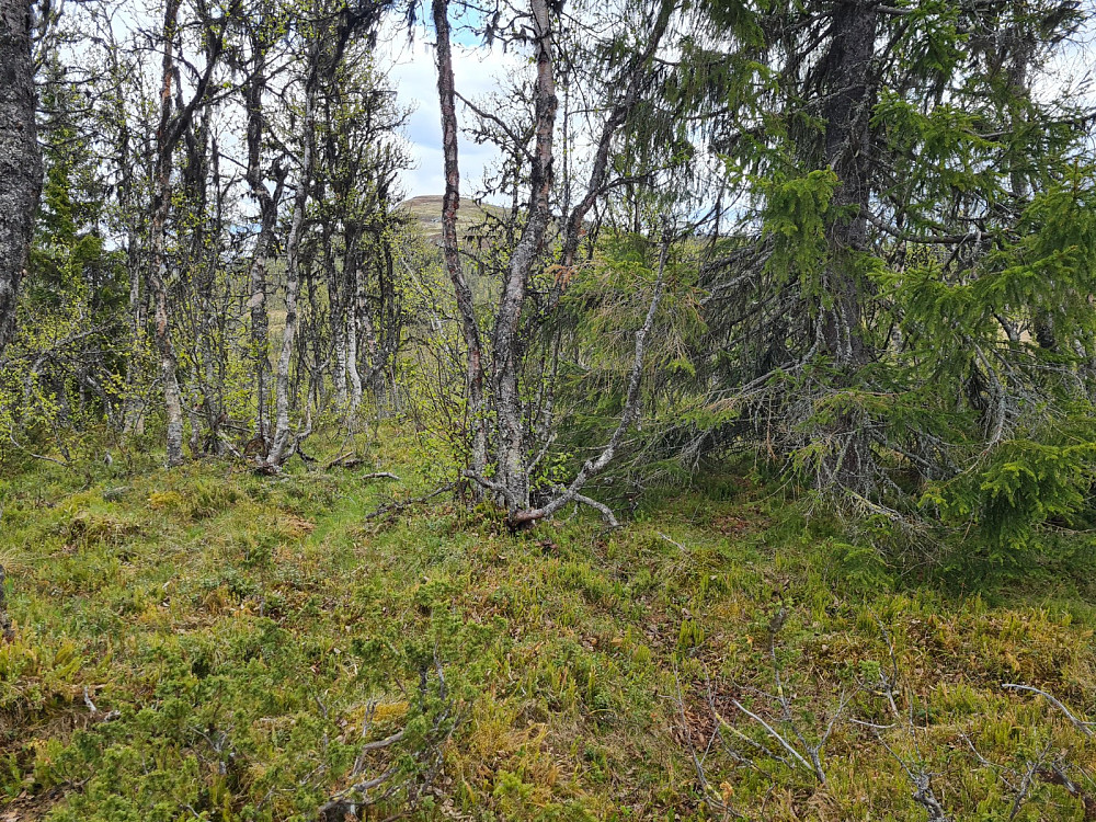 Nuptjernhaugen