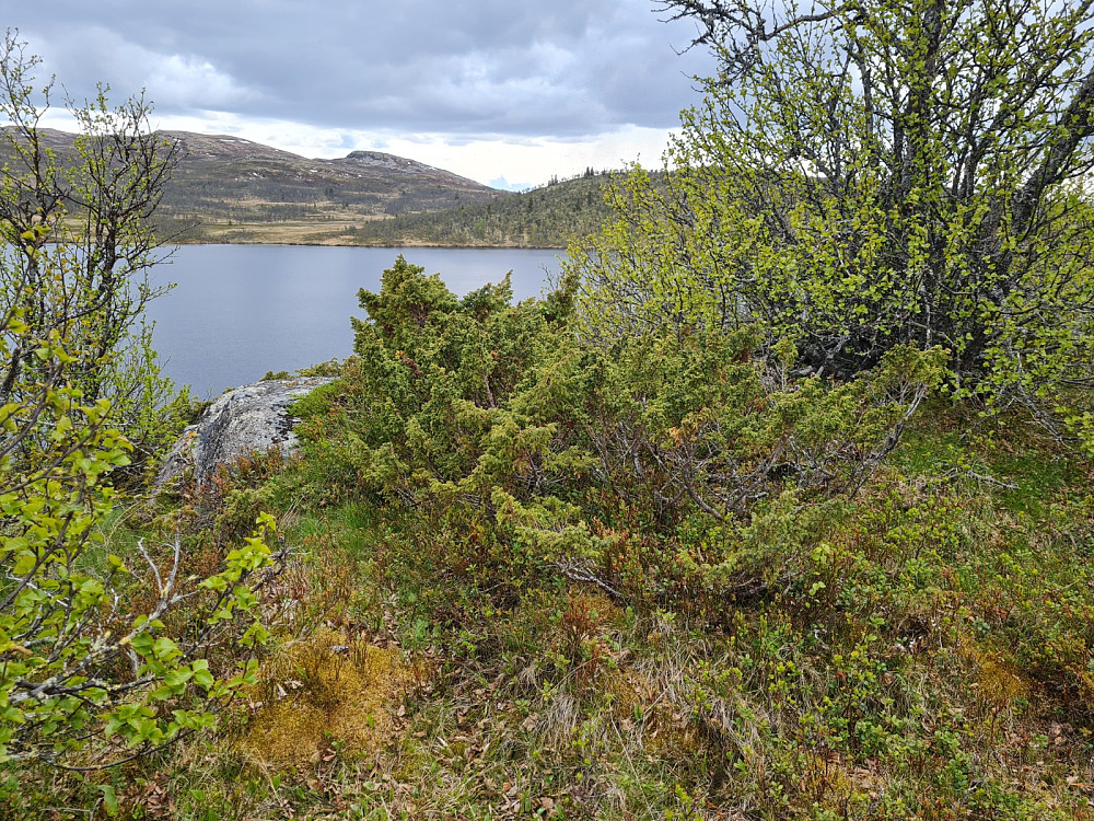 På Skjelbreidshaugen