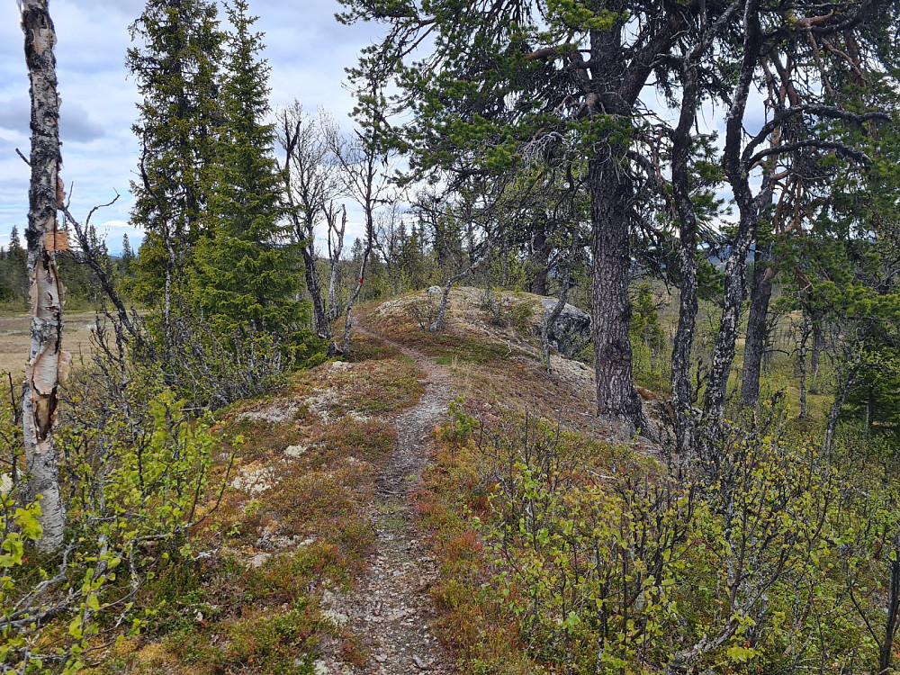 Flott grusrygg i råke5 mellom Skjelbreidsbua og Vågskard