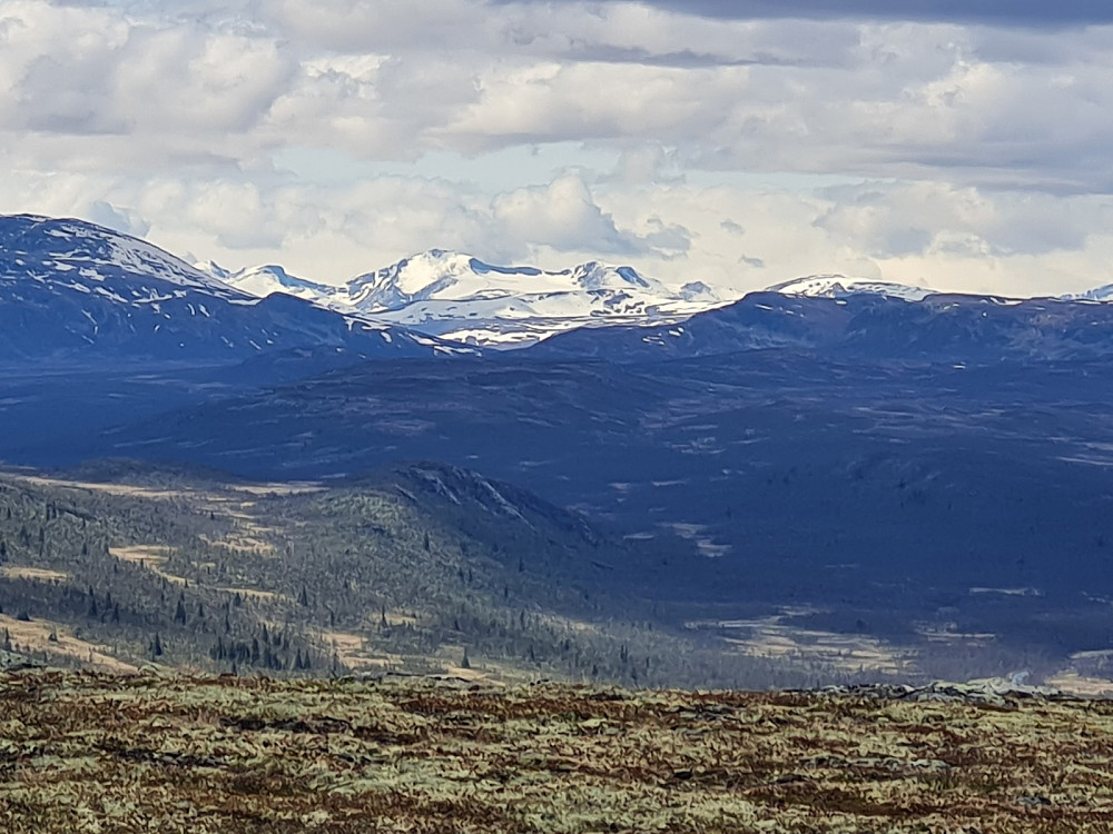 Tjørnholstind fra Vågskardsfjellet
