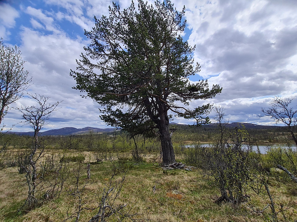 Flotte furutrær i Vestfjellet, men det kommer ikke opp ungtrær