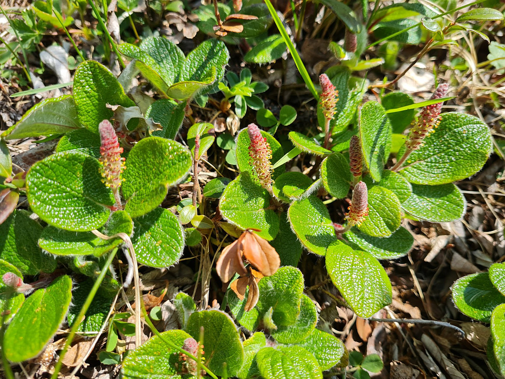 Rynkevier, Salix reticulata