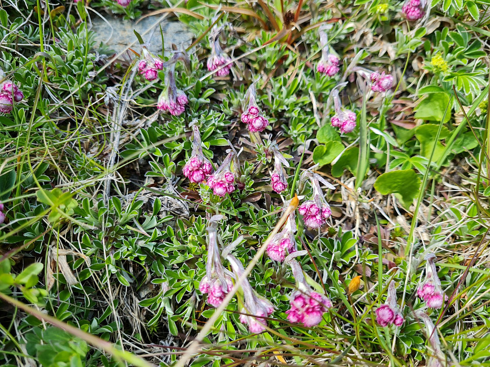Kattefot, Antennaria dioica