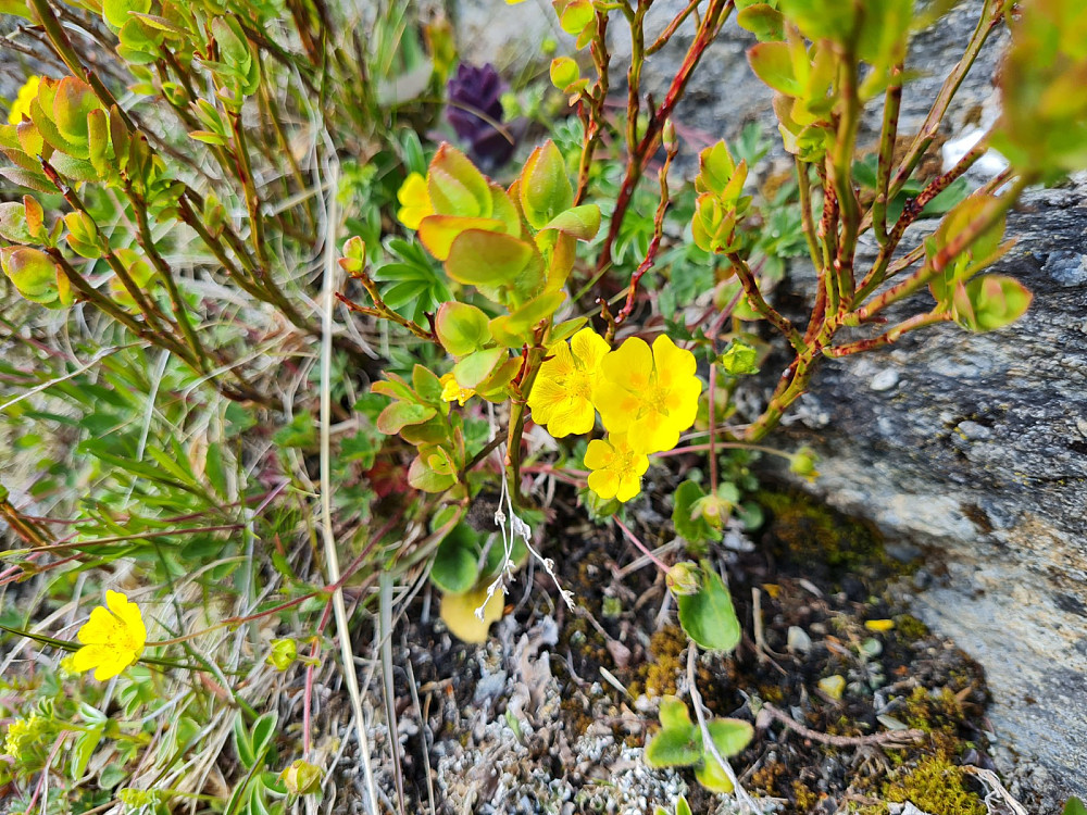 Flekkmure, Potentilla cratzii