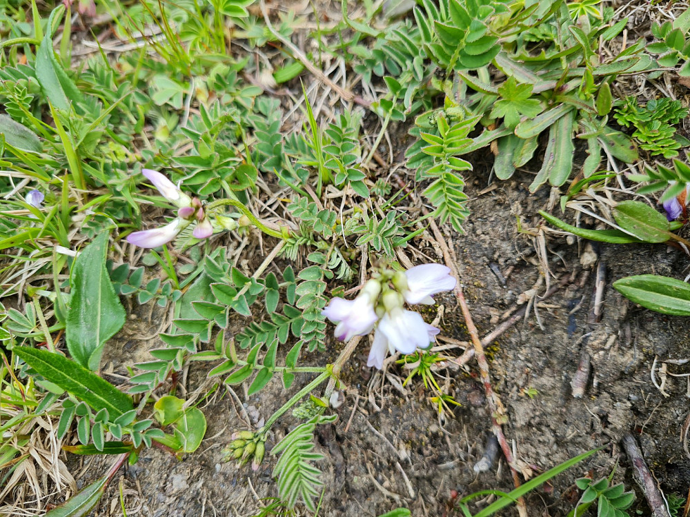 Setermjelt, Astralagus alpinum