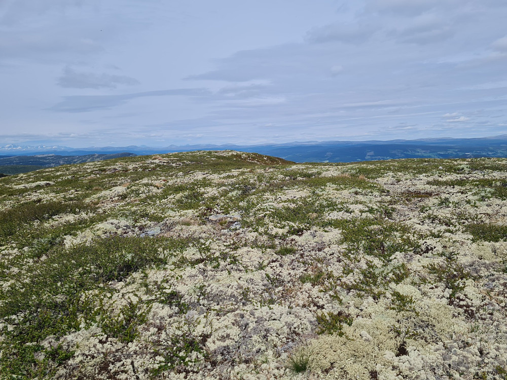 På Bånseterhaugen