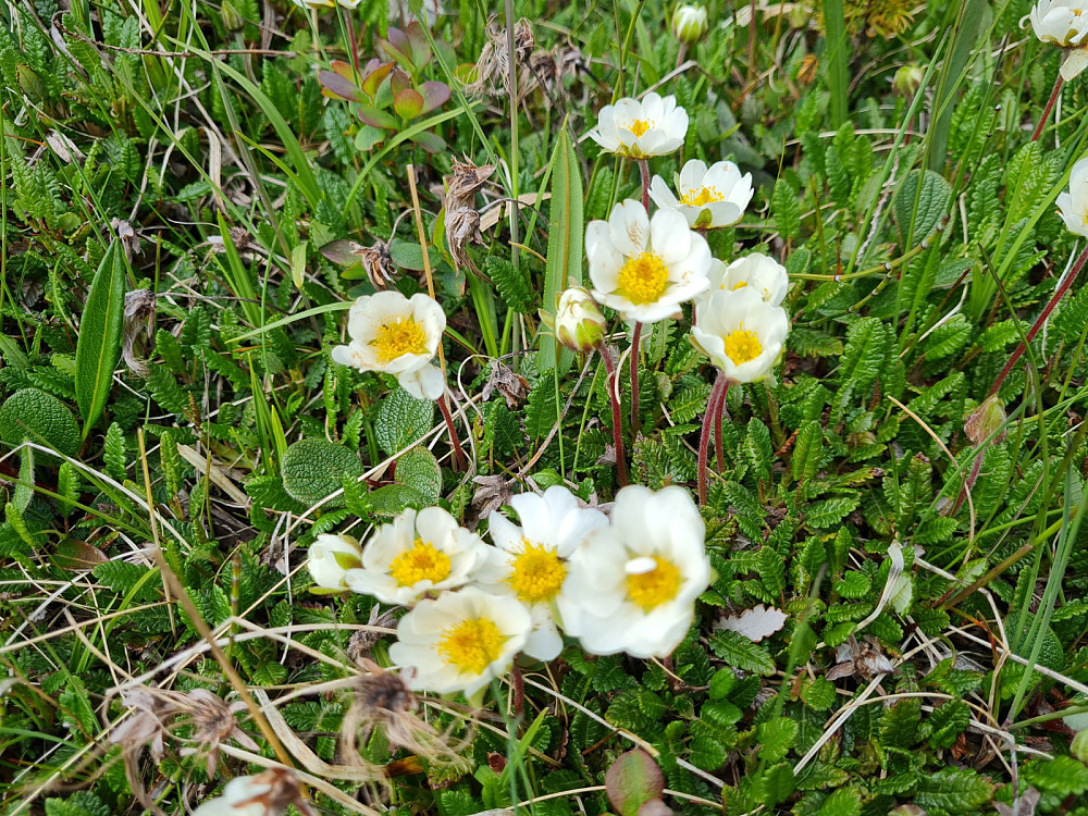 Reinrose