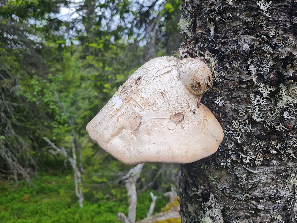 Knivkjuke, Piptoporus betulinis, på død bjørkestamme