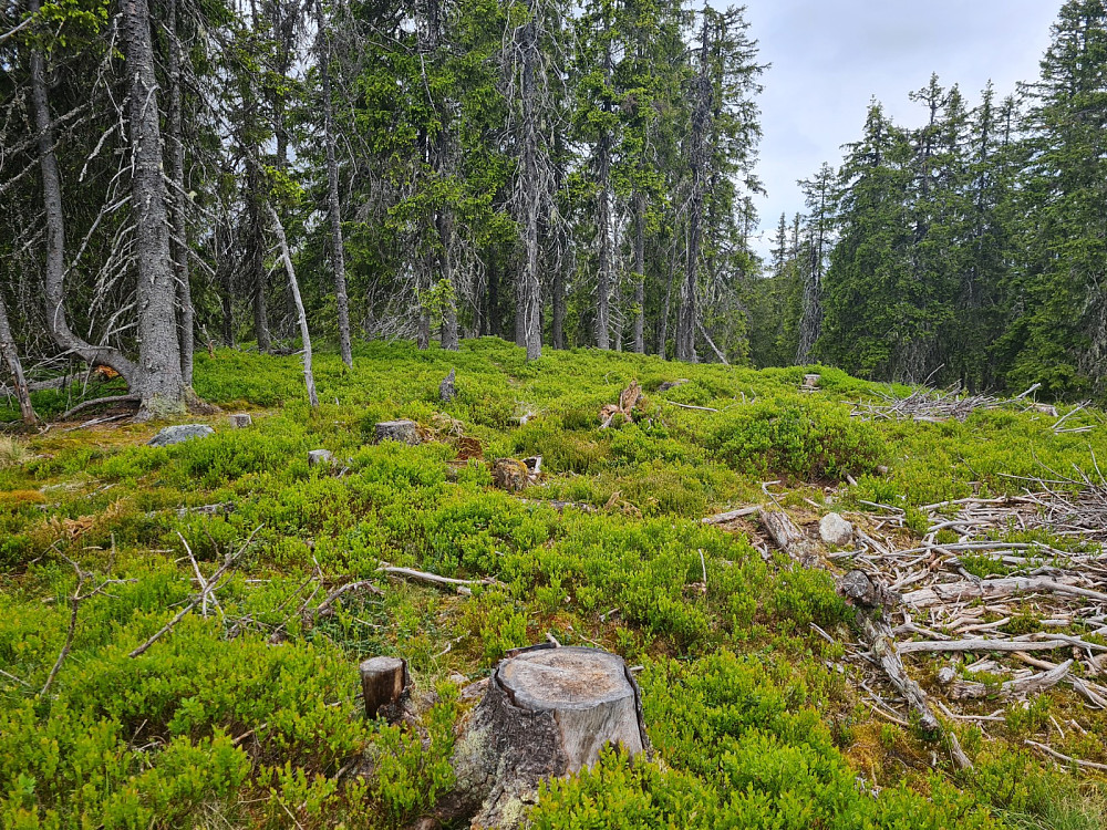 På Svartvannhaugen
