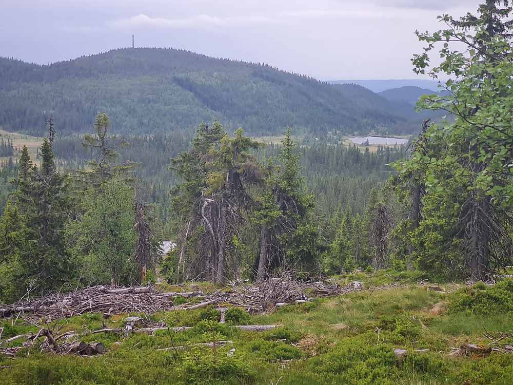 På Svartvannhaugen, mot Kråkhuggukampen