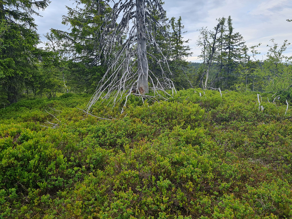 Skinnerlifjellet sør, 895 moh