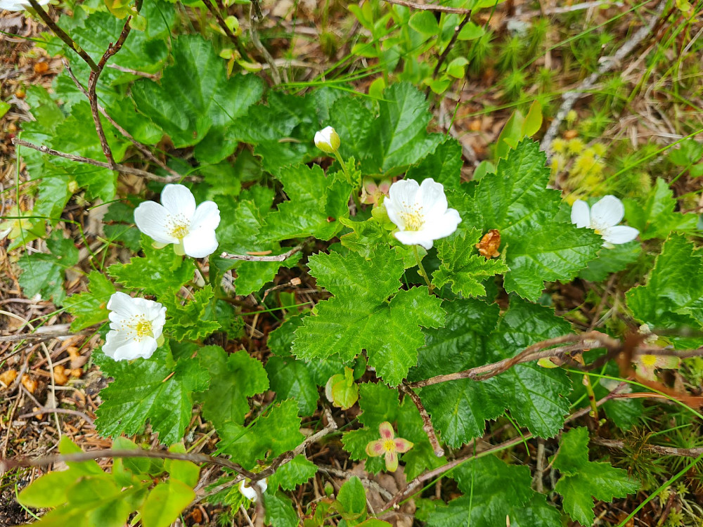 Mye molteblomstring på hele turen