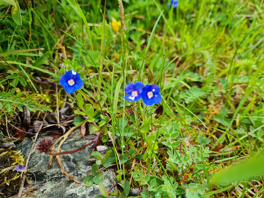Bergveronika
