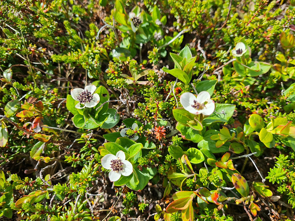 Lite blomster på turen, men Skrubbæra fulgte meg nesten over alt.