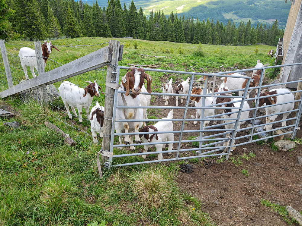Boer-geiter på Liersetra