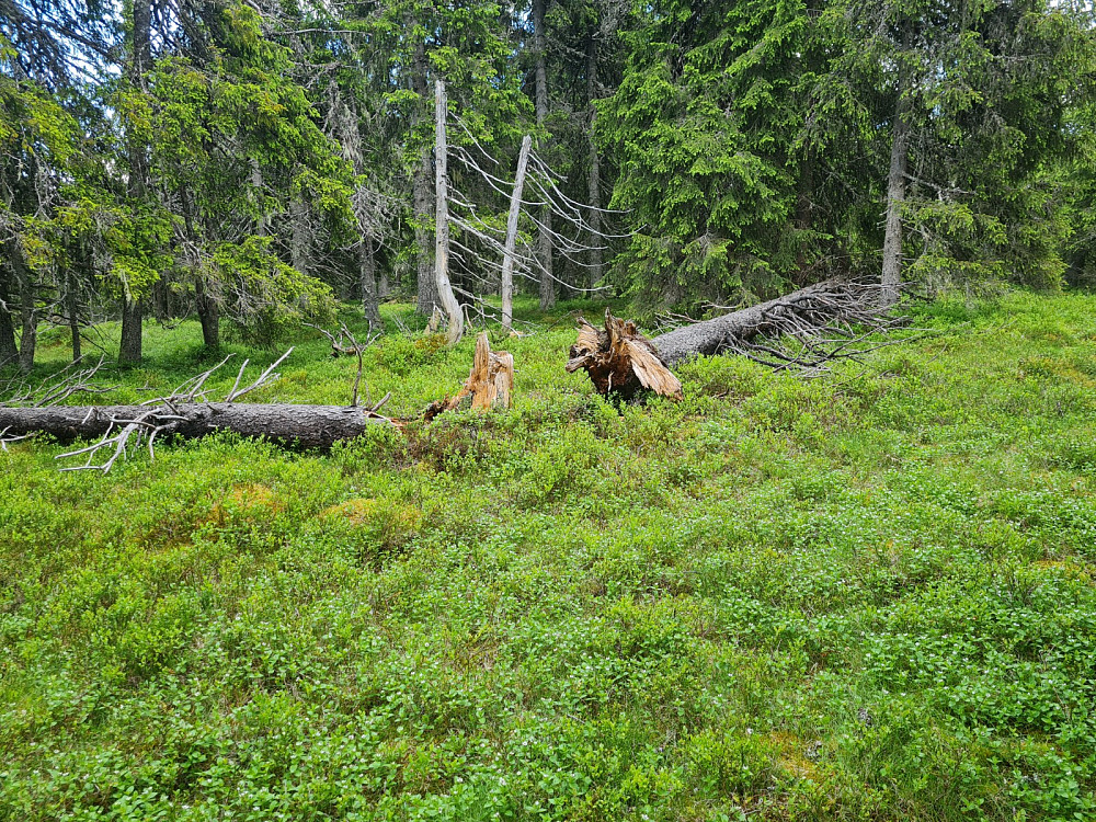 Storseterhøgda