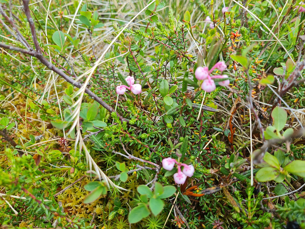 Kvitlyngen blomstrer fortsatt