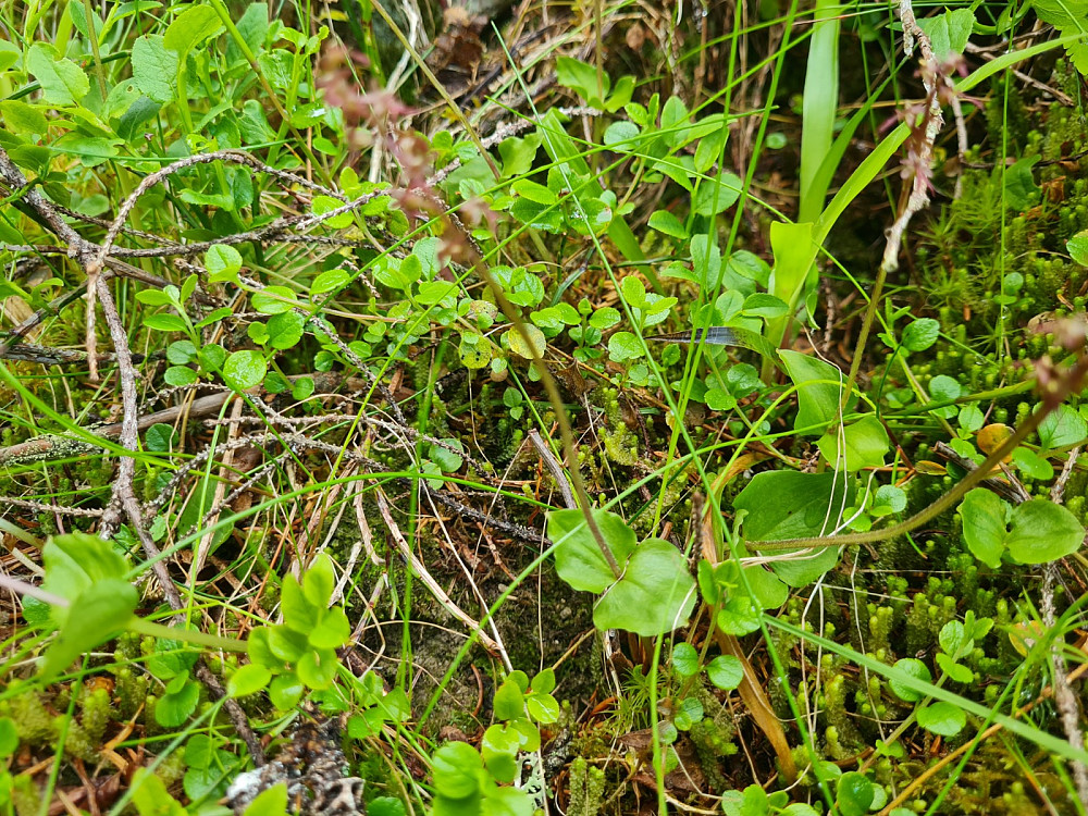 Småtveblad