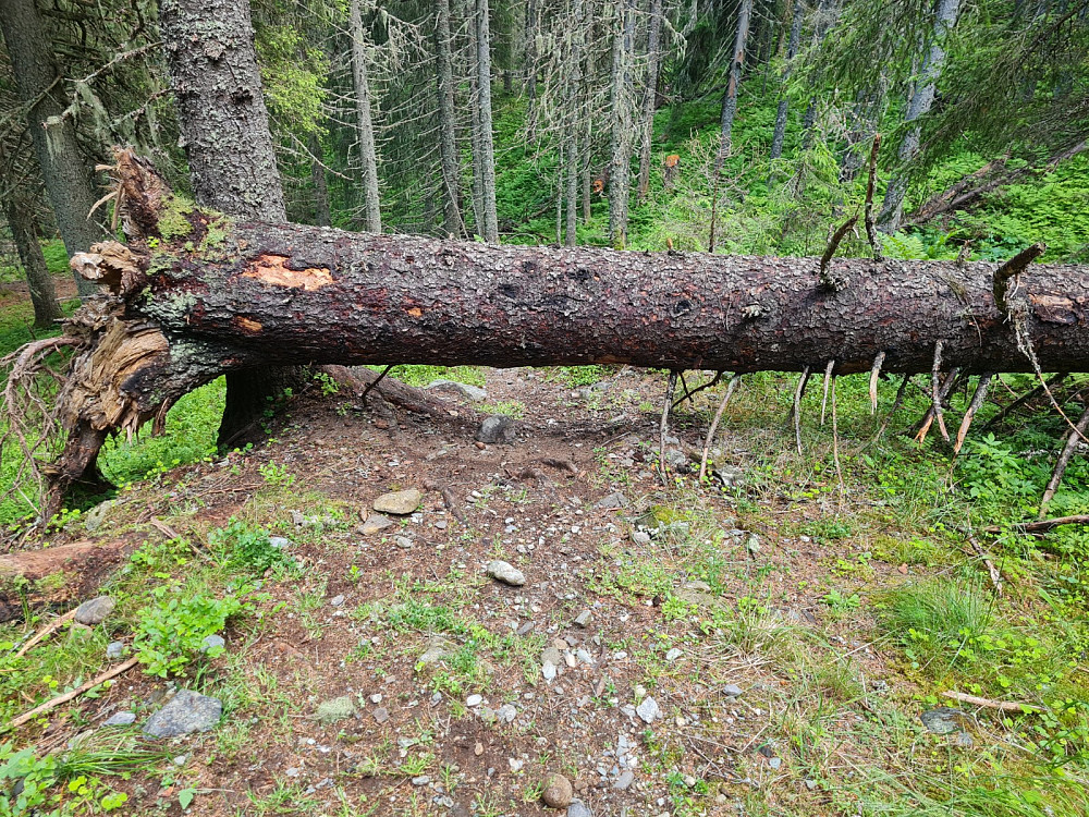 Mange hindre i Hammershaugråket, her ved Geitryggen