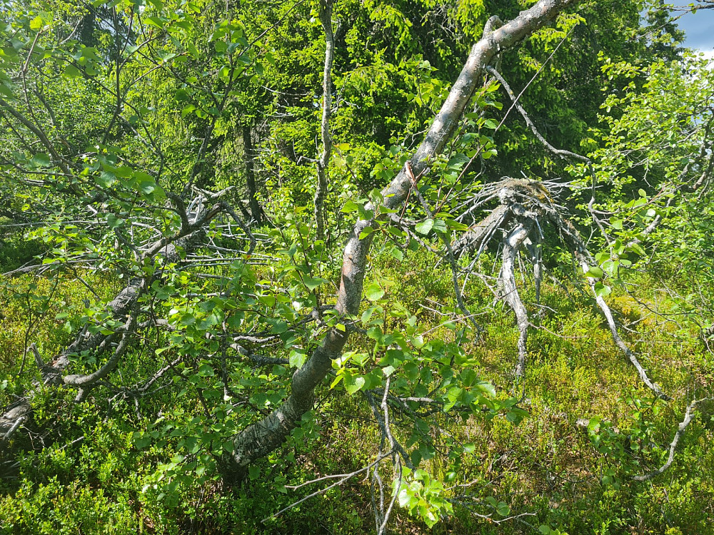 Klininggrautsteinhaugen