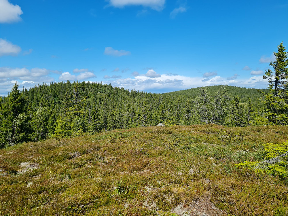 Utsikt fra Østre Veslehaugen, mot Storhaugen og Grøtåshaugen