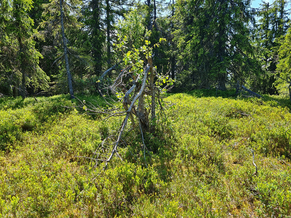 På Vestre Veslehaugen