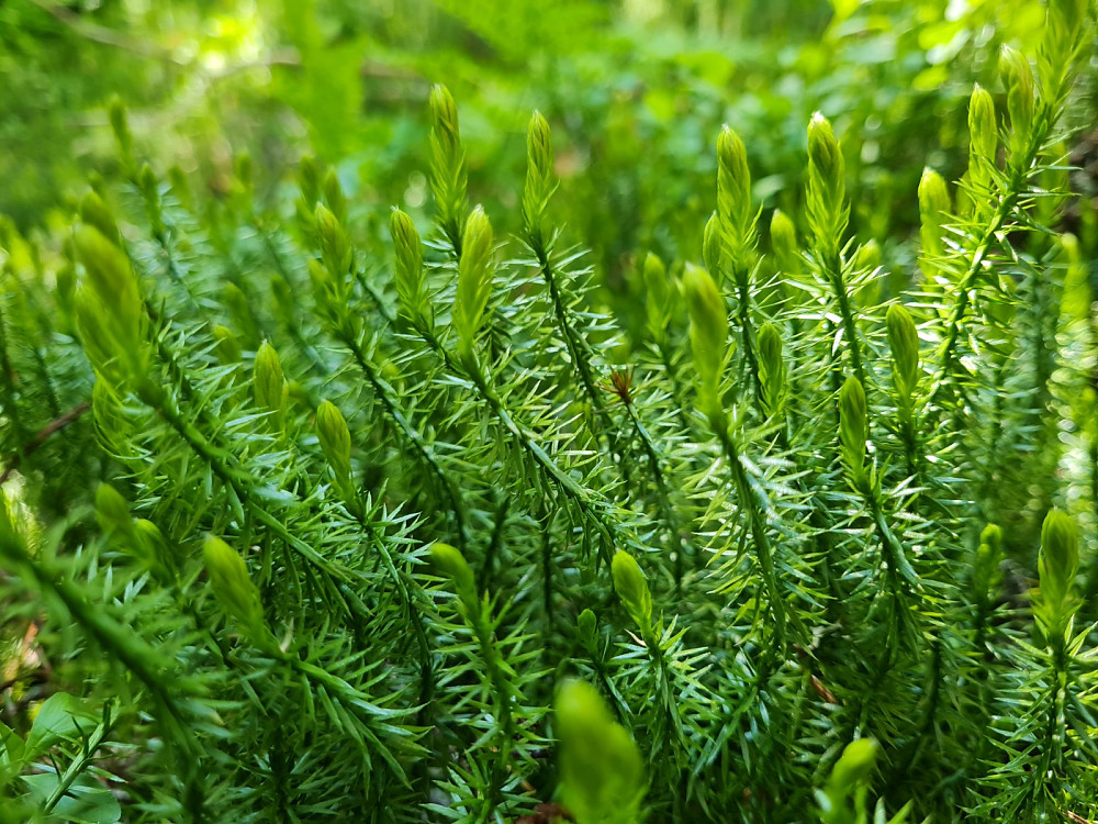 Stri kråkefot, underarten Skogkråkefot