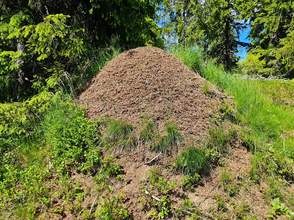 Flott maurtue ved Storhaugen