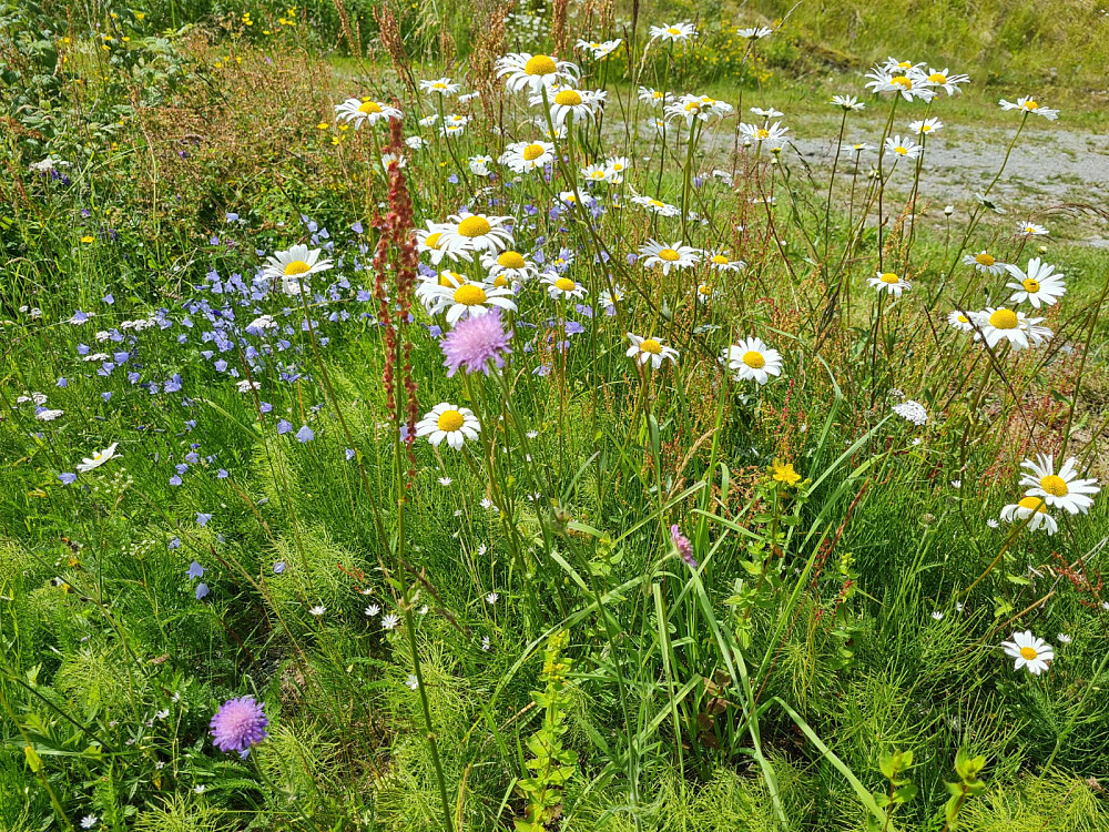 Blomstereng