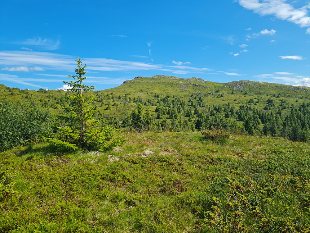På Goddalsrundhaugen, mot Kidliknappen