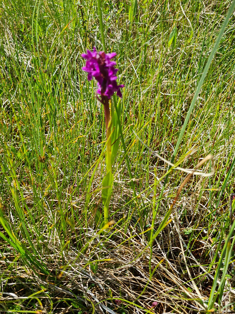 Engmarihand nedunder Skjenafjellet