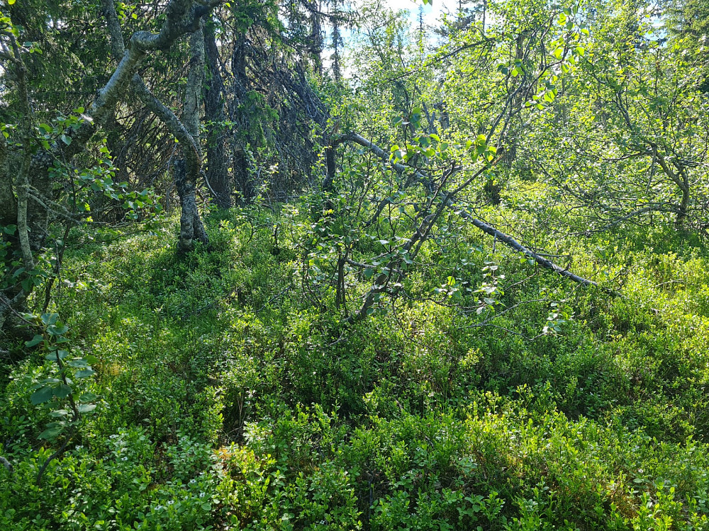 Klininggrautsteinhaugen